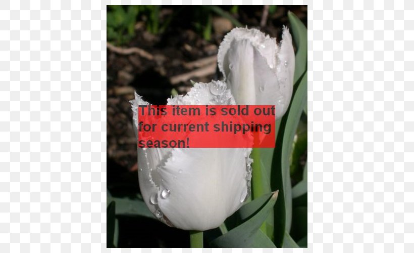 Tulip Petal Plant Stem, PNG, 500x500px, Tulip, Flora, Flower, Flowering Plant, Lily Family Download Free