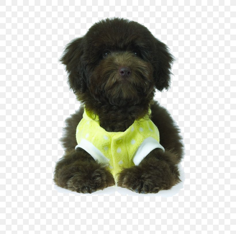 Affenpinscher Schnoodle Miniature Schnauzer Puppy Dog Breed, PNG, 650x812px, Watercolor, Cartoon, Flower, Frame, Heart Download Free