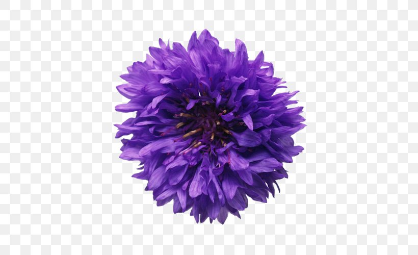 Молодой богач Cornflower Plant Mountain Bluet, PNG, 500x500px, Cornflower, Aster, Chemical Substance, Chemistry, Chrysanths Download Free