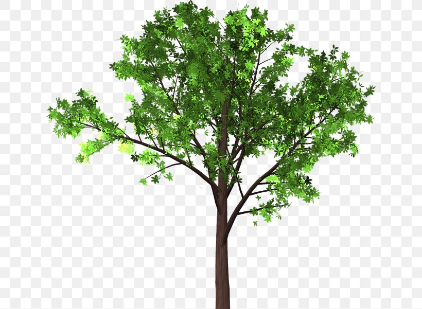 Branch Japanese Zelkova Tree Leaf Image, PNG, 640x601px, Branch, Bonsai, Chinese Elm, Deciduous, Elm Download Free