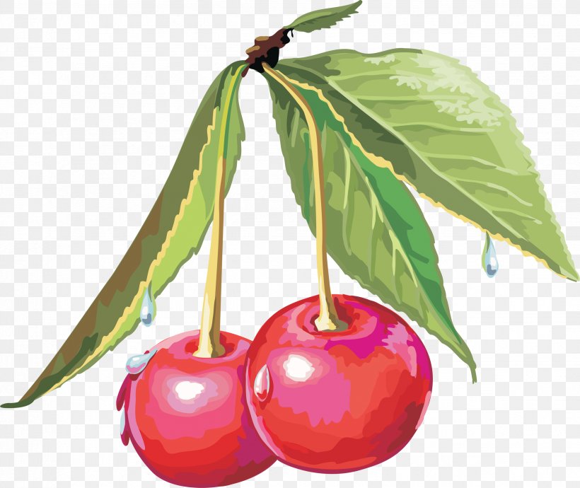 Cerasus Drawing Sweet Cherry Clip Art, PNG, 2472x2081px, Cerasus, Accessory Fruit, Acerola, Acerola Family, Apple Download Free