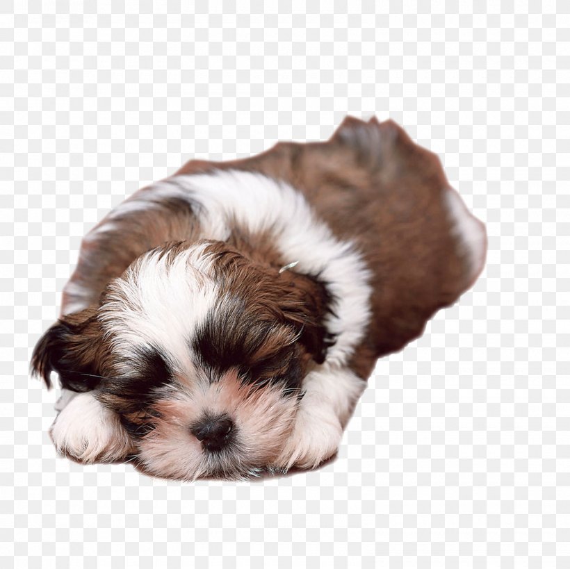 Dog Puppy Cat Kitten Pet, PNG, 1600x1600px, Dog, Bed, Carnivoran, Cat, Cavachon Download Free