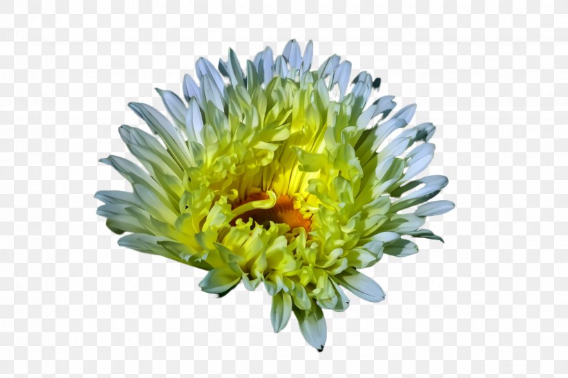 Flower China Aster Plant Flowering Plant Yellow, PNG, 2448x1632px, Flower, Aster, China Aster, Cut Flowers, Daisy Family Download Free