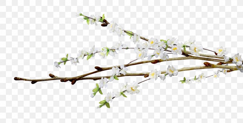 Flower Tree Willow Clip Art, PNG, 1280x648px, Flower, Blossom, Body Jewelry, Branch, Cut Flowers Download Free