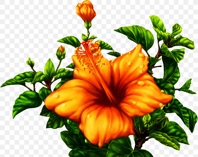 Orange, PNG, 818x651px, Flower, Hawaiian Hibiscus, Hibiscus, Mallow Family, Orange Download Free