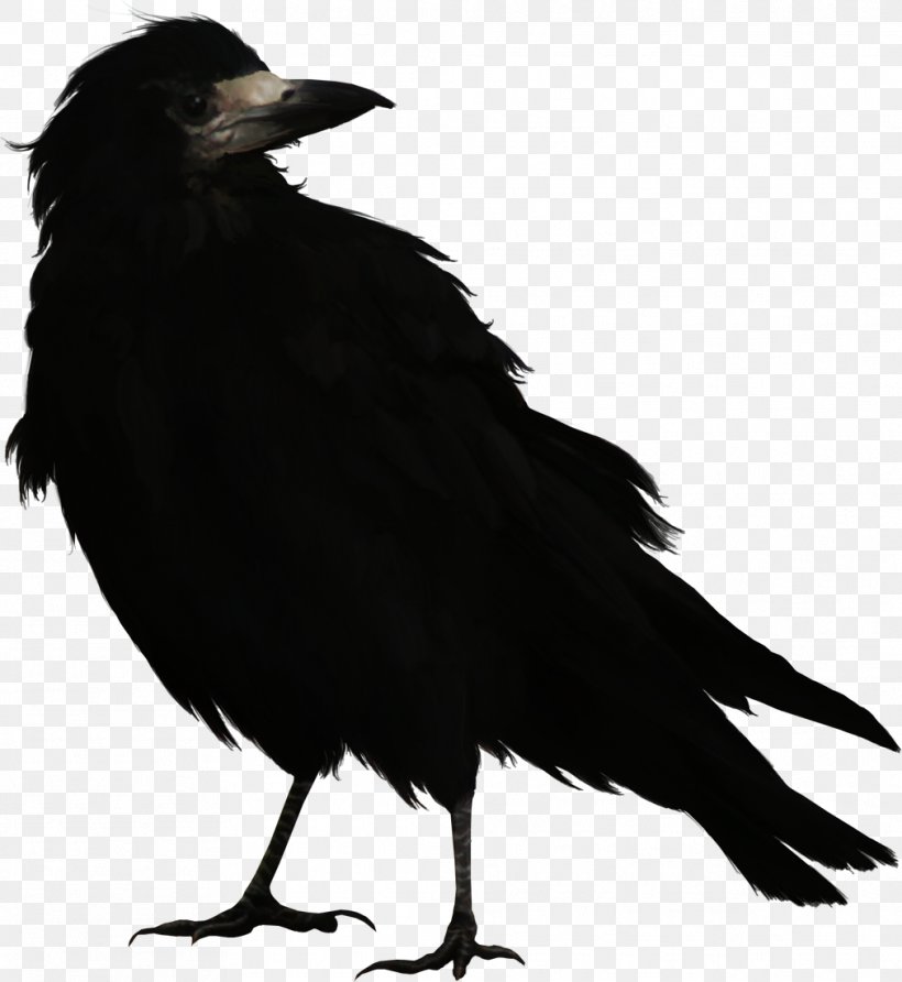 Bird Common Raven, PNG, 1012x1101px, Bird, American Crow, Beak, Black And White, Common Raven Download Free