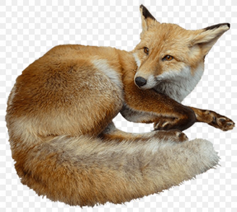 Red Fox Clip Art Kit Fox Bird Image, PNG, 850x762px, Red Fox, Animal, Bird, Carnivoran, Com Download Free
