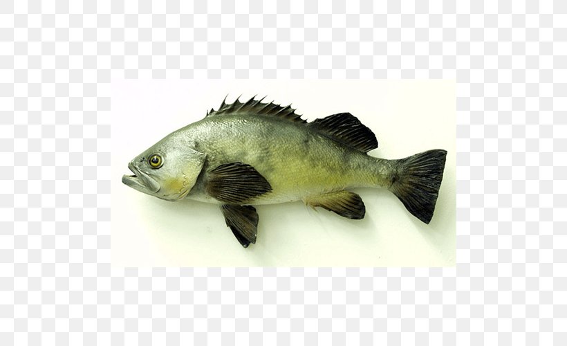 Tilapia Fish Products Barramundi Perch Oily Fish, PNG, 500x500px, Tilapia, Barramundi, Bass, Bass Guitar, Bony Fish Download Free