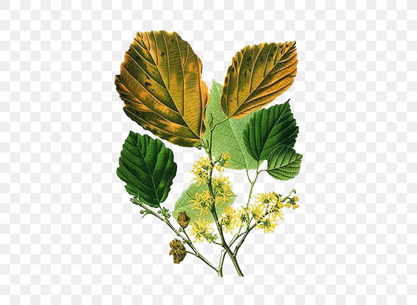 American Witch-hazel Astringent Hamamelis Mollis Shrub, PNG, 600x600px, Hazel, Astringent, Bark, Botany, Branch Download Free