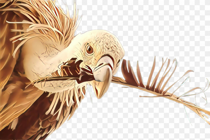 Feather, PNG, 2448x1632px, Beak, Andean Condor, Bird, Bird Of Prey, Feather Download Free