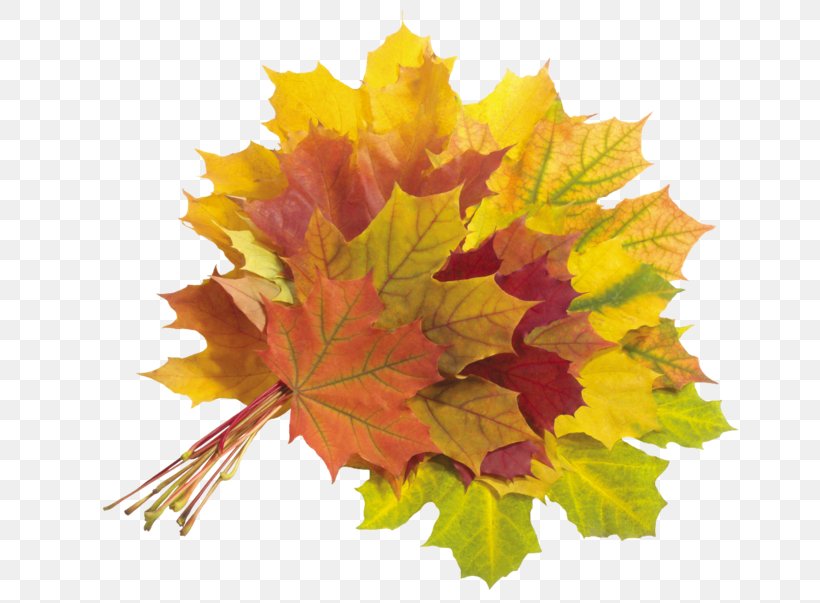 Maple Leaf Autumn Leaves, PNG, 700x603px, Maple Leaf, Autumn, Autumn Leaf Color, Autumn Leaves, Flowering Plant Download Free