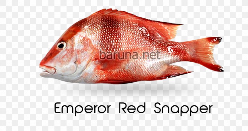Northern Red Snapper Red Emperor Malabar Blood Snapper Cubera Snapper Lethrinidae, PNG, 886x472px, Northern Red Snapper, Animal Source Foods, Common Snappers, Fish, Fish Products Download Free