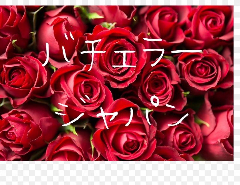 Rose Desktop Wallpaper Red Flower, PNG, 1186x915px, Rose, Blue, Blue Rose, Cut Flowers, Flora Download Free