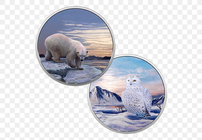 Snowy Owl Canada Coin Bird, PNG, 570x570px, Owl, Bear, Bird, Canada, Carnivoran Download Free