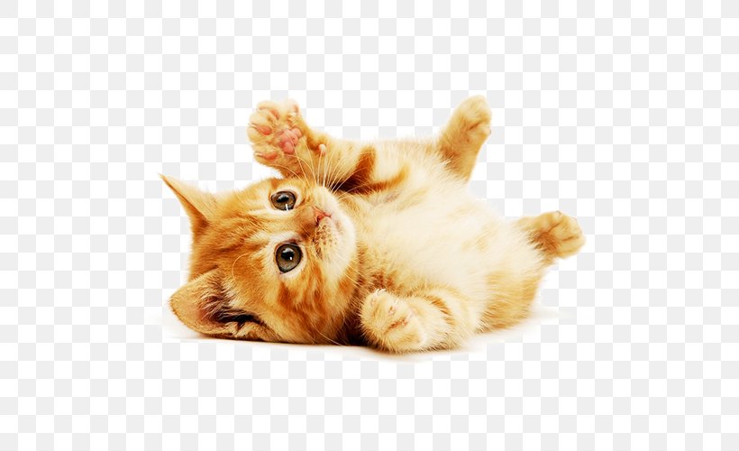 Cat Toys Kitten Cat Play And Toys Pet, PNG, 700x500px, Cat, Carnivoran, Cat Enclosure, Cat Like Mammal, Cat Play And Toys Download Free