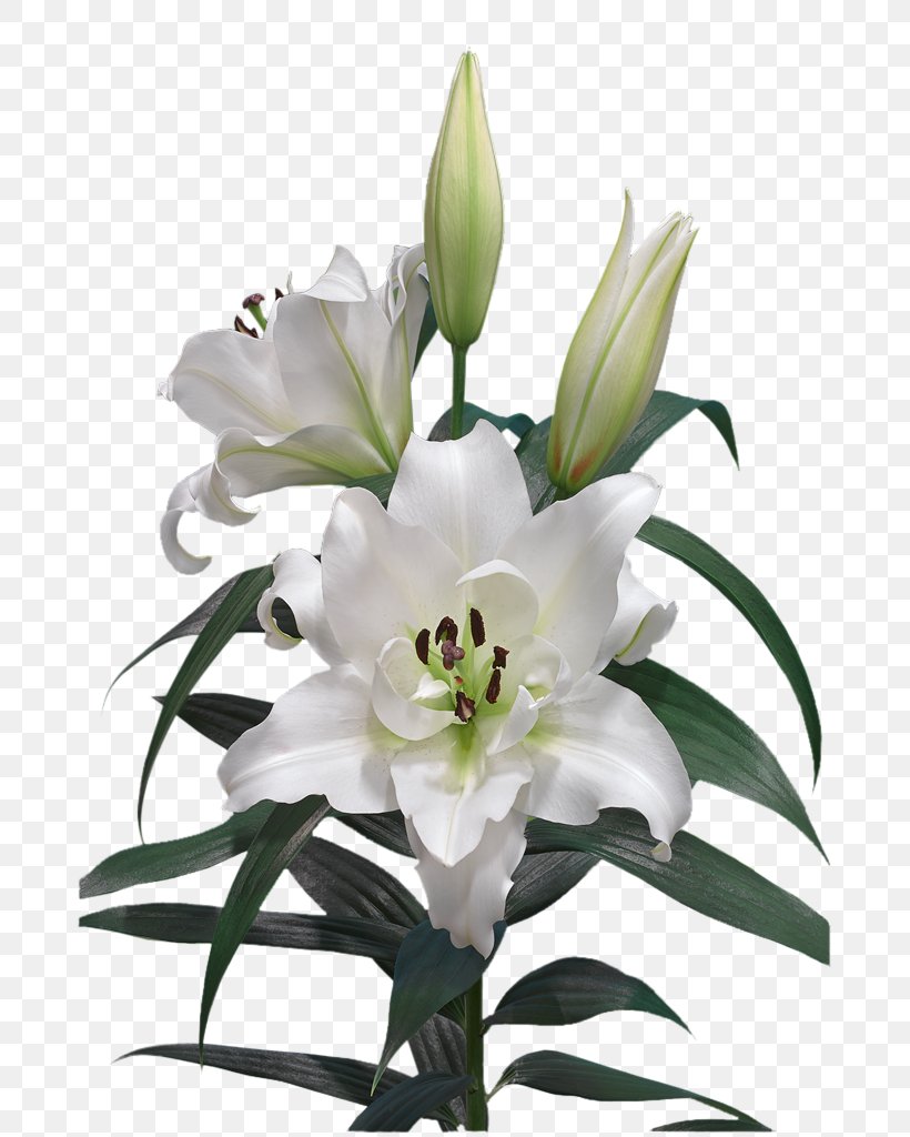 Cut Flowers Easter Lily Lilium Candidum Oriental Hybrids, PNG, 683x1024px, Cut Flowers, Calla Lily, Easter Lily, Floral Design, Floristry Download Free