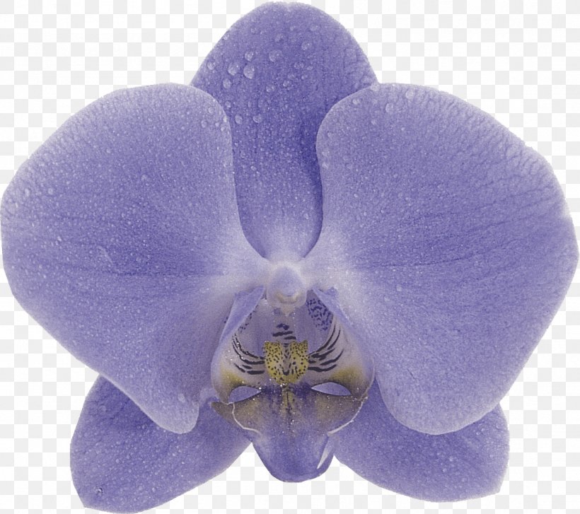 Orchids Phalaenopsis Aphrodite Blue Violet Purple, PNG, 1103x979px, Orchids, Aqua, Blue, Color, Flower Download Free