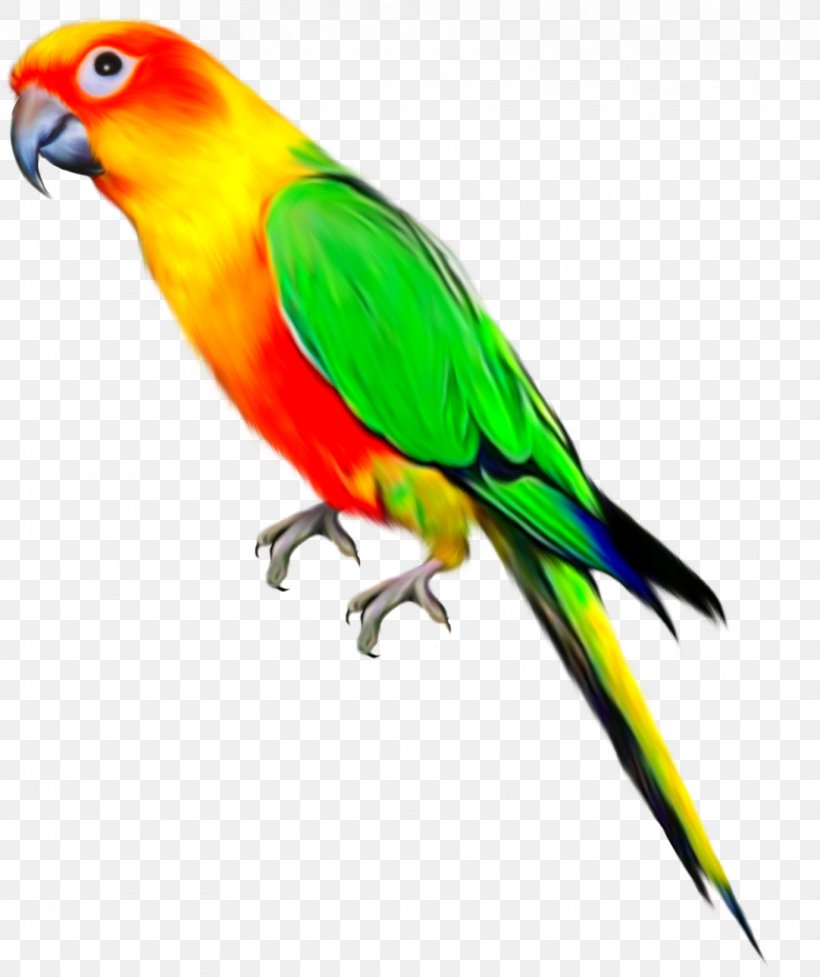 Parrots Of New Guinea Bird Budgerigar, PNG, 859x1024px, Parrot, Beak, Bird, Budgerigar, Common Pet Parakeet Download Free