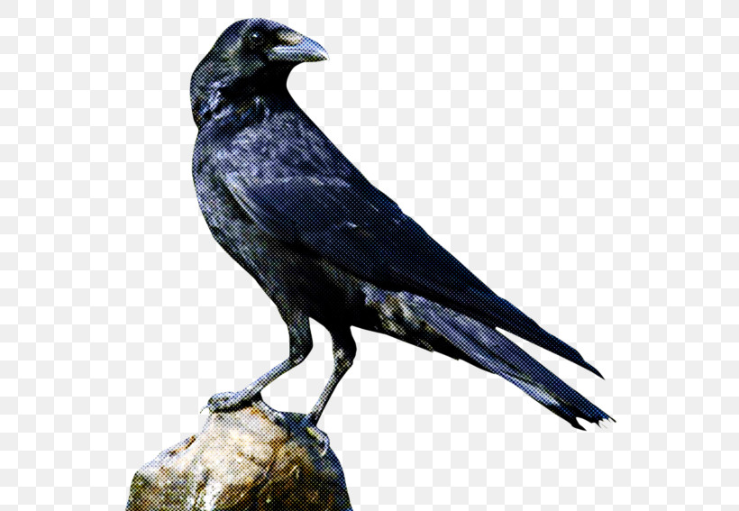 Common Raven American Crow Birds Icon Raven, PNG, 600x567px, Common Raven, American Crow, Birds, Crows, Raven Download Free