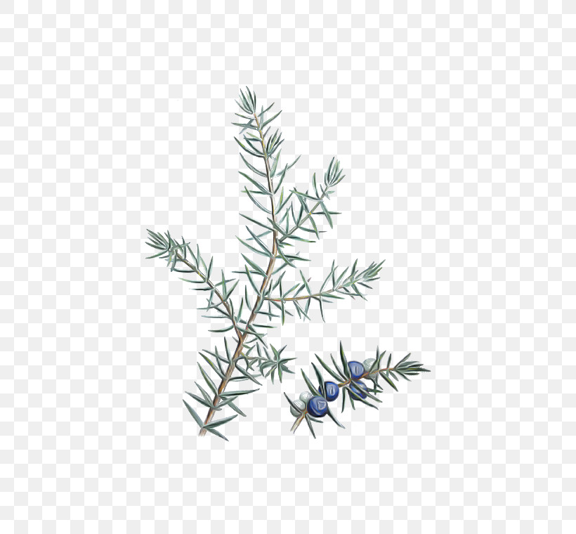 Rosemary, PNG, 472x760px, Colorado Spruce, American Larch, Aquarium Decor, Branch, Conifer Download Free