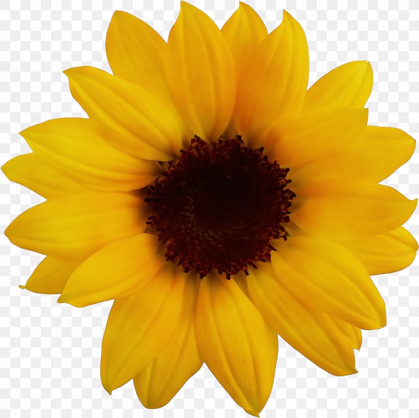 Sunflower, PNG, 2003x1999px, Watercolor, Daisy Family, Flower, Flowering Plant, Paint Download Free