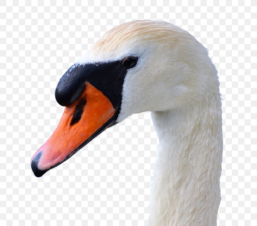 Bird Black Swan Cygnini Duck Black-necked Swan, PNG, 708x720px, Bird, Anatidae, Beak, Black Swan, Blacknecked Swan Download Free