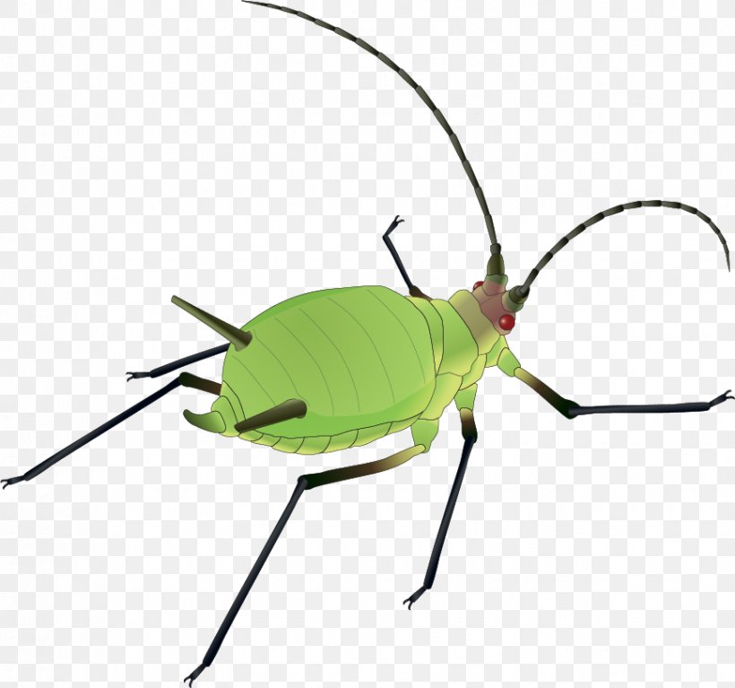 Insect Vector Download Software Bug, PNG, 868x812px, Insect, Aphid, Arthropod, Beetle, Cockroach Download Free