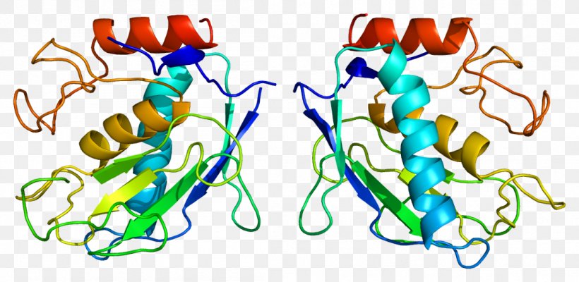 MMP7 Matrix Metalloproteinase Stromelysin 1, PNG, 1103x539px, Watercolor, Cartoon, Flower, Frame, Heart Download Free