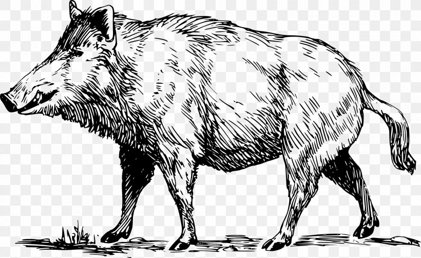 Wild Boar Common Warthog Clip Art, PNG, 2400x1470px, Wild Boar, Black And White, Can Stock Photo, Cattle Like Mammal, Common Warthog Download Free