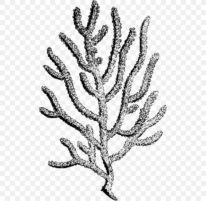 Coral Reef Sea Anemones And Corals Invertebrate Reef Aquarium, PNG, 507x800px, Coral, Alcyonacea, Black And White, Black Coral, Branch Download Free