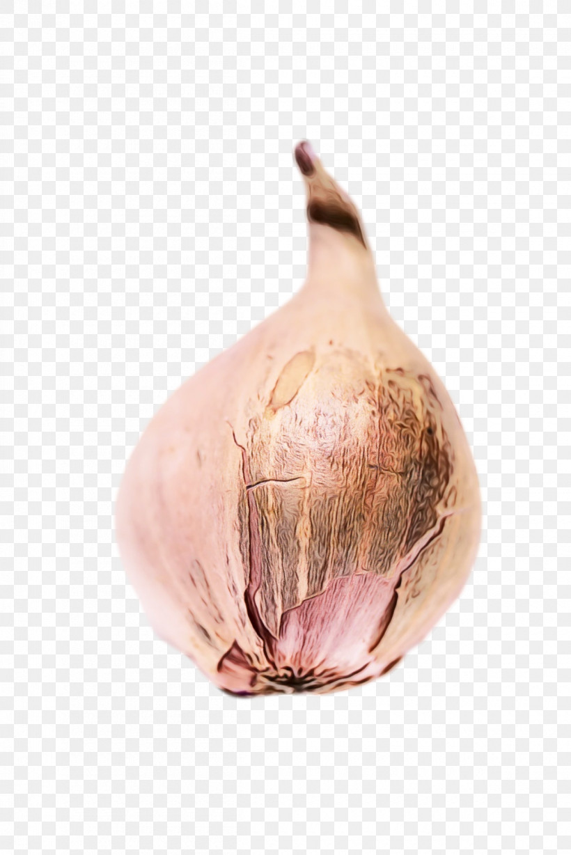 Elephant Garlic Yellow Onion Shallot Red Onion Garlic, PNG, 1200x1798px, Watercolor, Elephant Garlic, Garlic, Onion, Paint Download Free