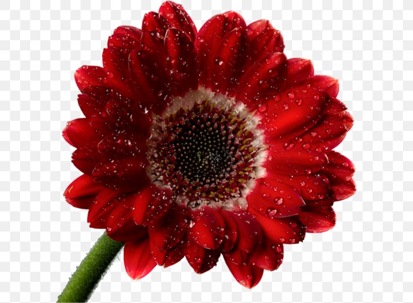 Flower Red Painting Clip Art, PNG, 600x602px, Flower, Artificial Flower, Chrysanths, Cut Flowers, Dahlia Download Free