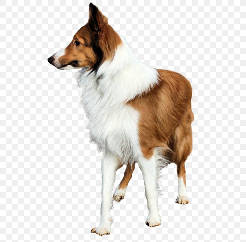 Rough Collie Shetland Sheepdog Border Collie Labrador Retriever Dog Breed, PNG, 532x808px, Rough Collie, Border Collie, Carnivoran, Collie, Companion Dog Download Free