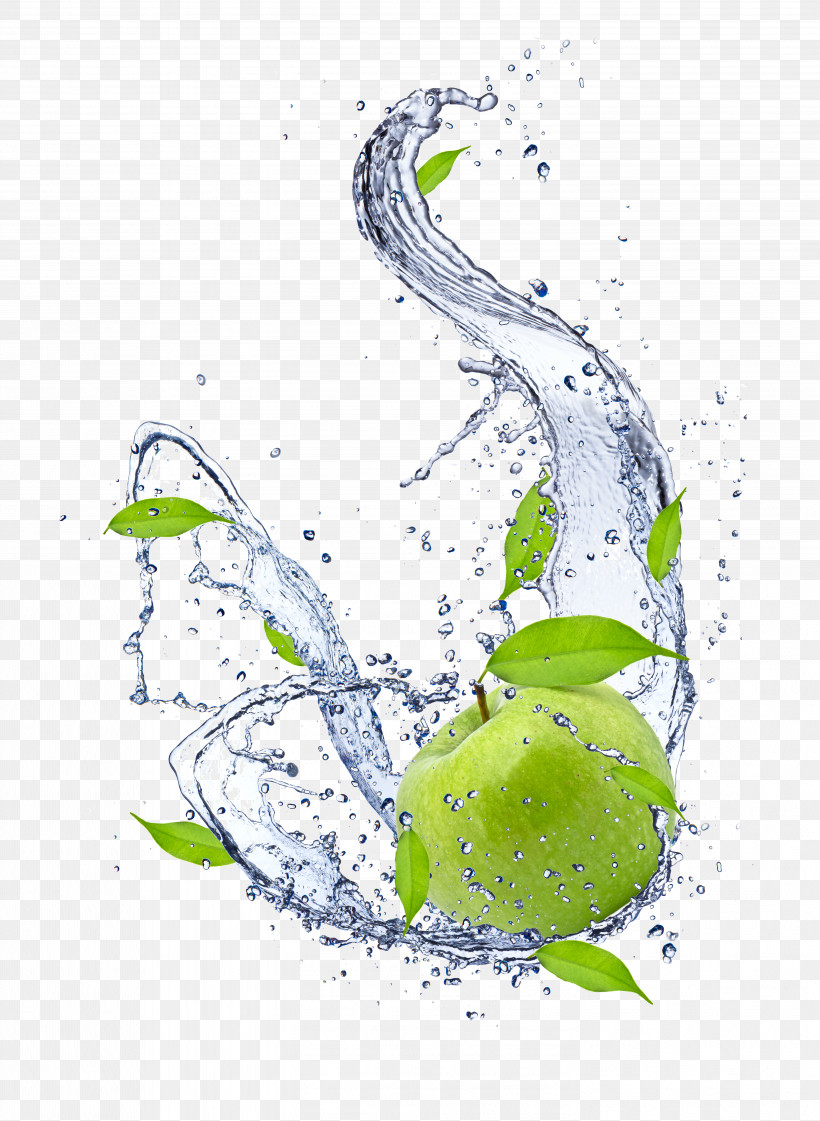Water Plant Liquid, PNG, 5793x7923px, Water, Liquid, Plant Download Free