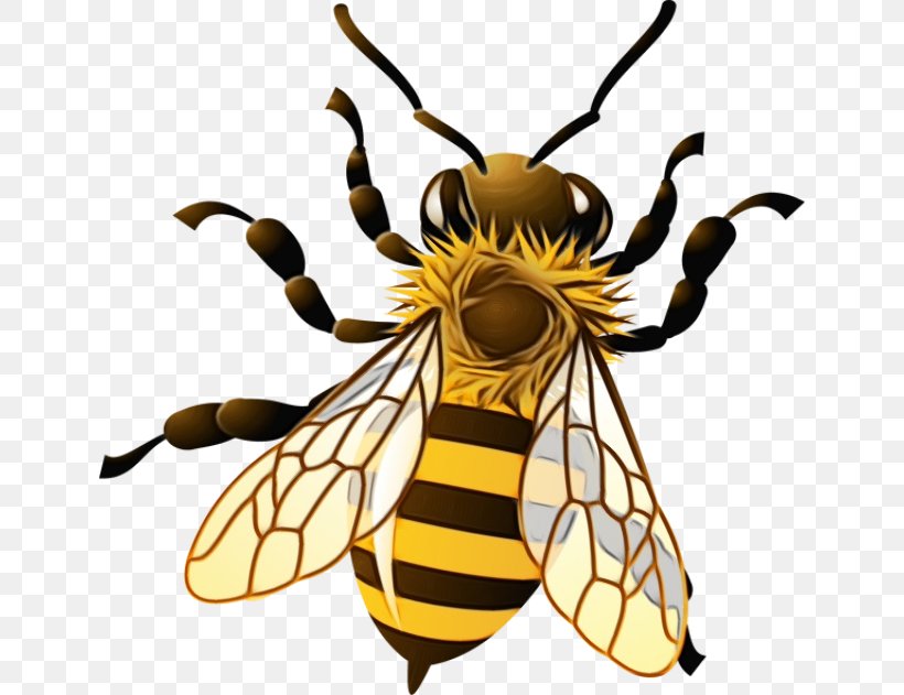 Bumblebee, PNG, 640x631px, Watercolor, Bee, Bumblebee, Honeybee, Insect Download Free