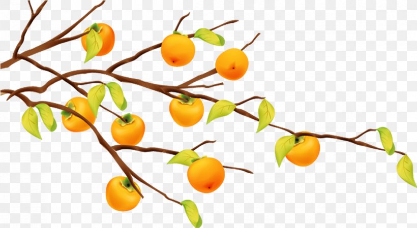 Fruit Tree Tangerine Branch, PNG, 1160x636px, Fruit Tree, Branch, Citrus, Drawing, Ebony Trees And Persimmons Download Free
