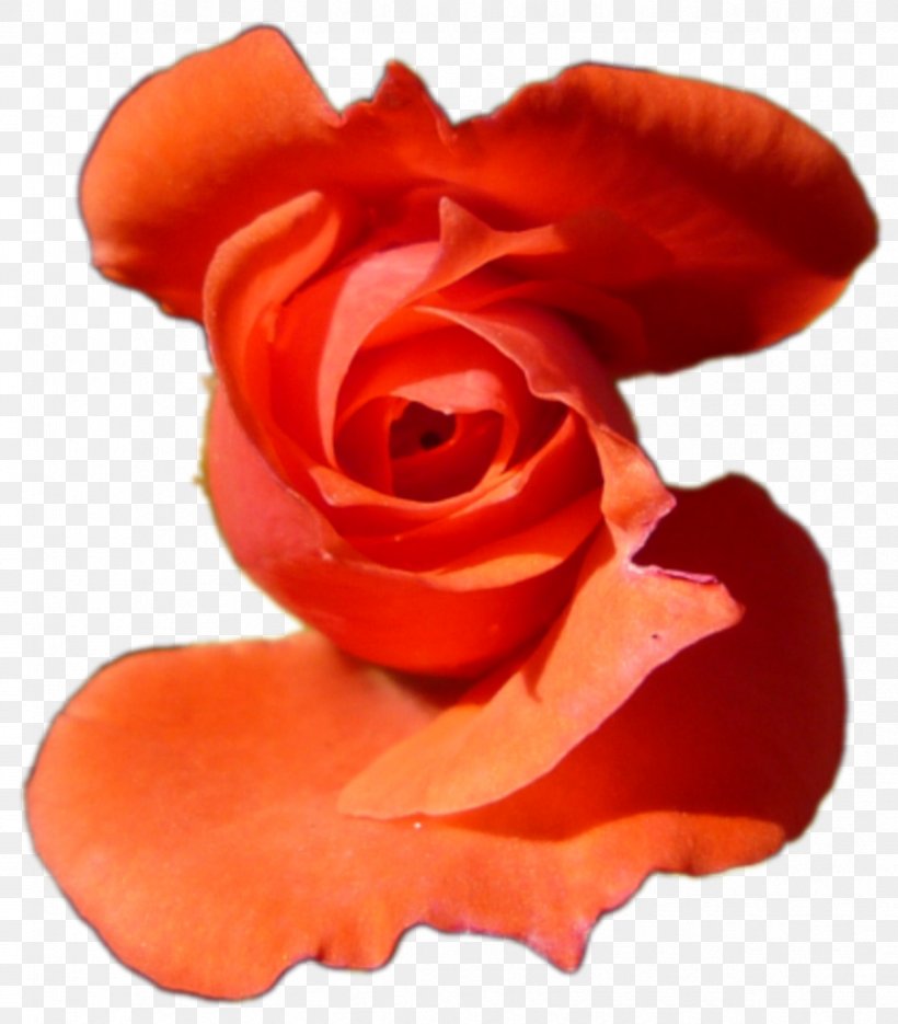 Garden Roses Plane Computer Software Free Software, PNG, 866x988px, Garden Roses, Actividad, Bit, Computer Software, Cut Flowers Download Free