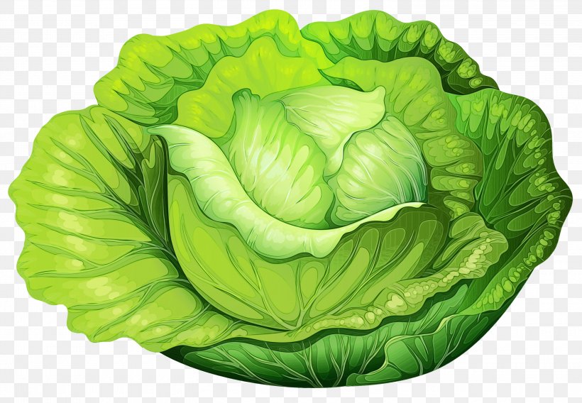 Green Leaf Background, PNG, 3000x2081px, Cabbage, Brassica, Cauliflower, Drawing, Flower Download Free