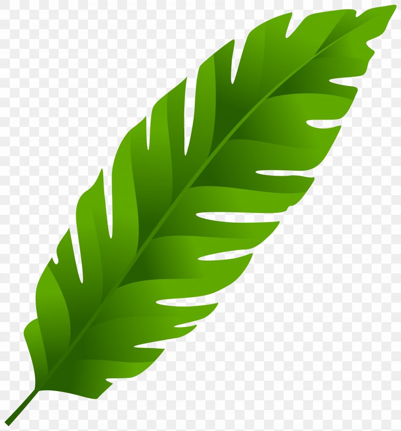 Leaf Arecaceae Clip Art, PNG, 7423x8000px, Leaf, Arecaceae, Banana, Banana Leaf, Coconut Download Free