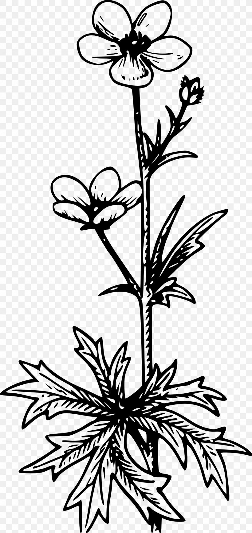 Buttercup Wildflower Clip Art, PNG, 1280x2699px, Buttercup, Artwork, Black And White, Botany, Branch Download Free
