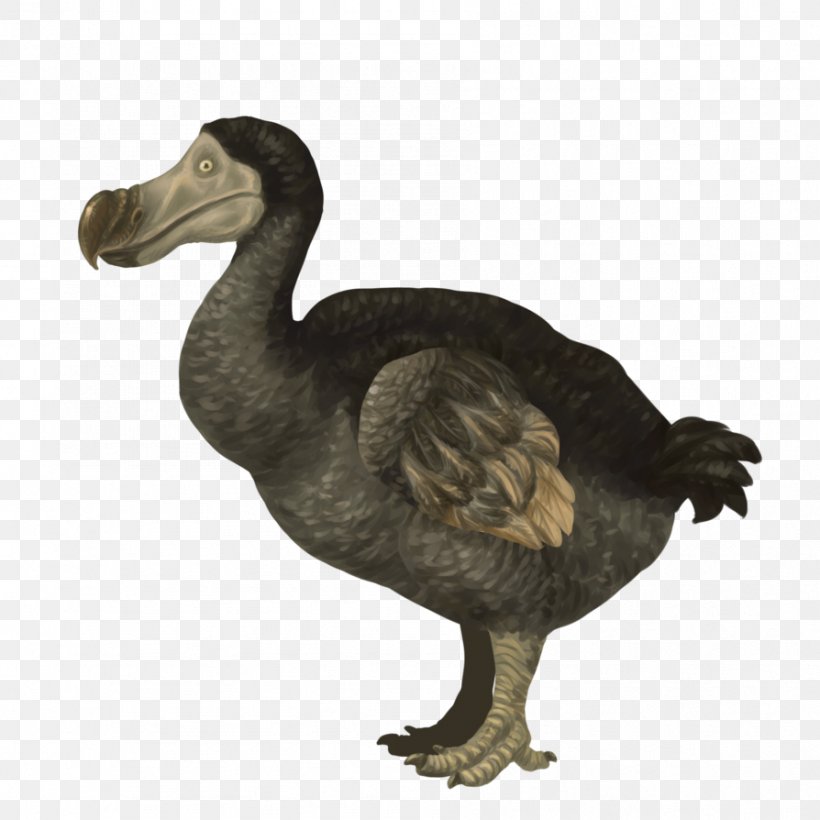 Dodo ARK: Survival Evolved Animation, PNG, 894x894px, Dodo, Animation, Ark Survival Evolved, Beak, Bird Download Free