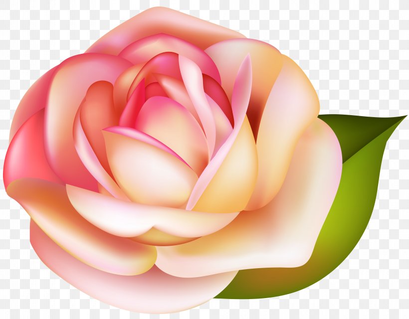 Garden Roses Clip Art, PNG, 8000x6250px, Photography, Close Up, Computer Network, Flower, Garden Roses Download Free