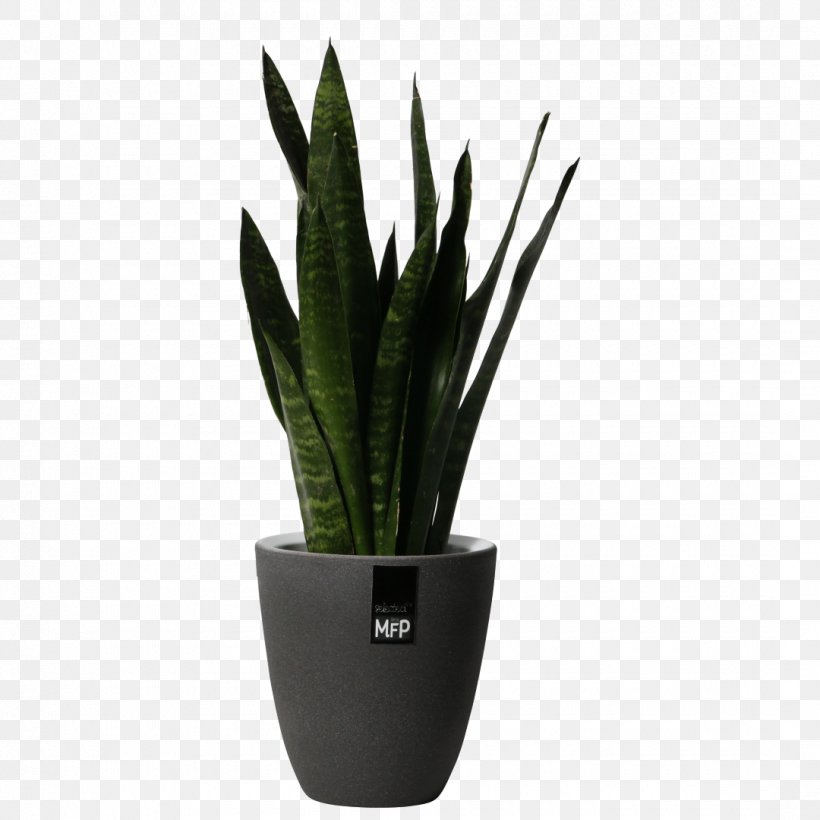 Houseplant Flowerpot Aloe Vera, PNG, 1080x1080px, Houseplant, Aloe, Aloe Vera, Flowerpot, Plant Download Free