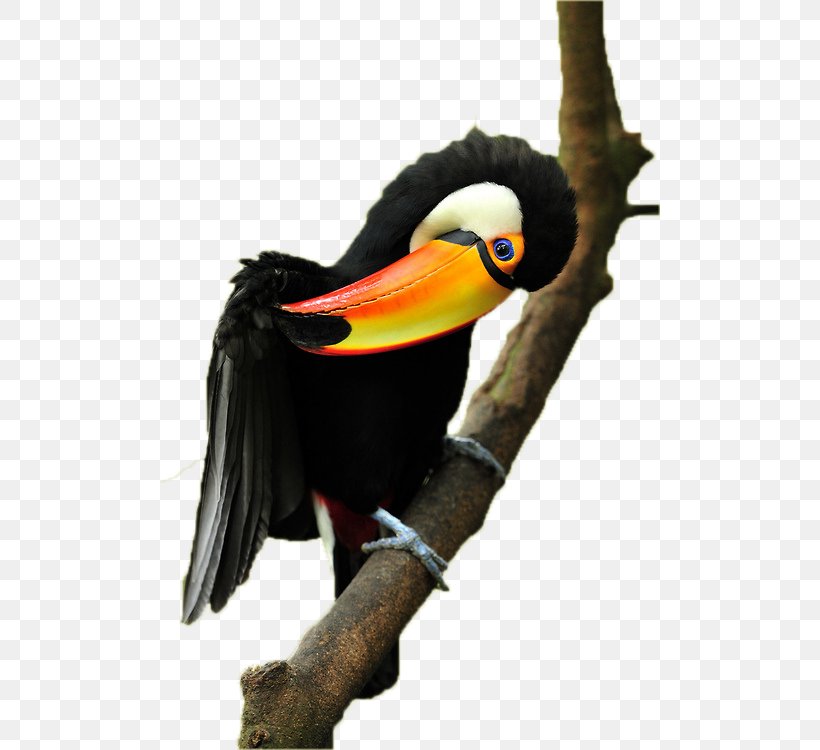 Parrot Bird Toucan, PNG, 500x750px, Parrot, Beak, Bird, Feather, Hornbill Download Free