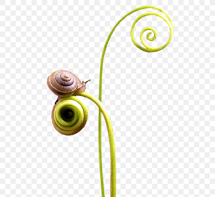 Snail Spiral Seashell, PNG, 750x750px, Snail, Centerblog, Conch, Microchloa, Pixabay Download Free