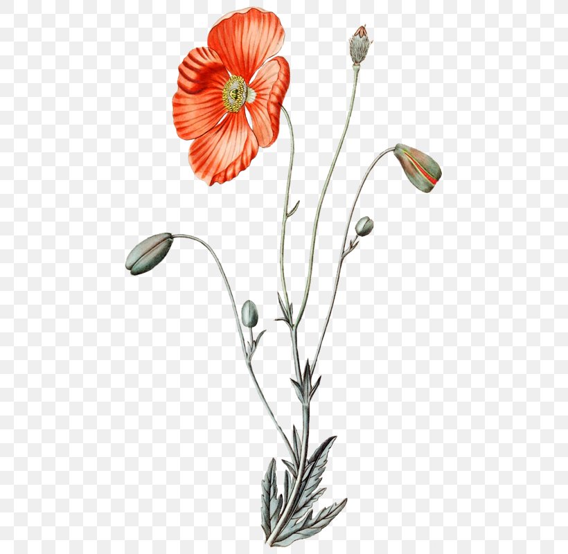 Cut Flowers Cartoon Illustration Floral Design, PNG, 469x800px, Flower, Cartoon, Common Poppy, Coquelicot, Cut Flowers Download Free