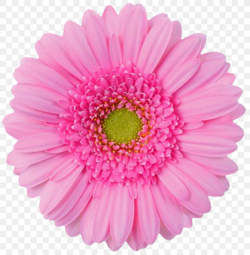 Pink Flowers Desktop Wallpaper Artificial Flower Clip Art, PNG, 883x904px, Flower, Annual Plant, Artificial Flower, Aster, Blume Download Free