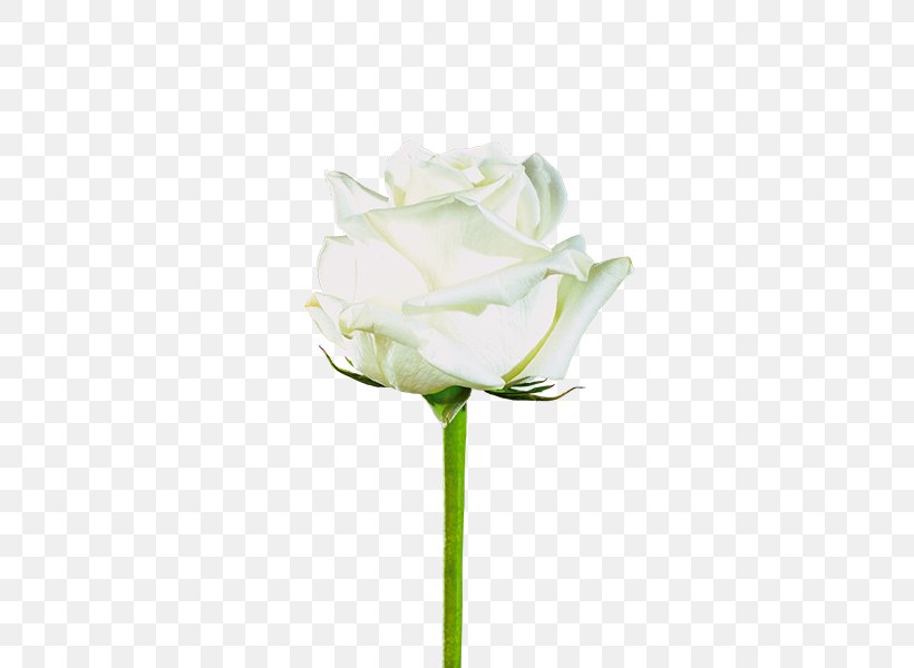Garden Roses Cabbage Rose Flower Plant Stem Flores De Corte, PNG, 600x600px, Garden Roses, Acceso, Artificial Flower, Bud, Cabbage Rose Download Free