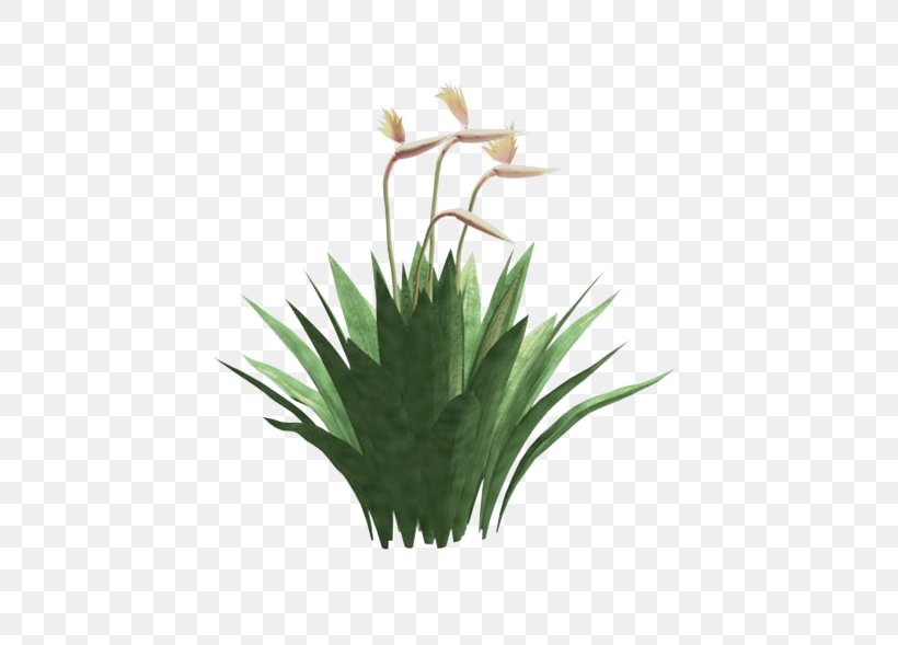 Grasses Flowerpot Plant Stem Family, PNG, 585x589px, Grasses, Family, Flower, Flowering Plant, Flowerpot Download Free