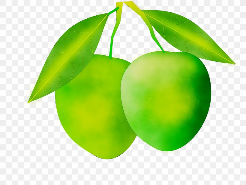 Mango Clip Art Aam Panna Mangifera Indica, PNG, 2400x1800px, Mango, Aam Panna, Alphonso, Flower, Food Download Free